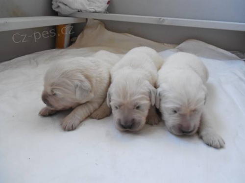 K rezervaci pejsci Zlat�ho retr�vra