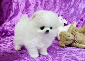 šálek Pomeranian šálek Pomeranian