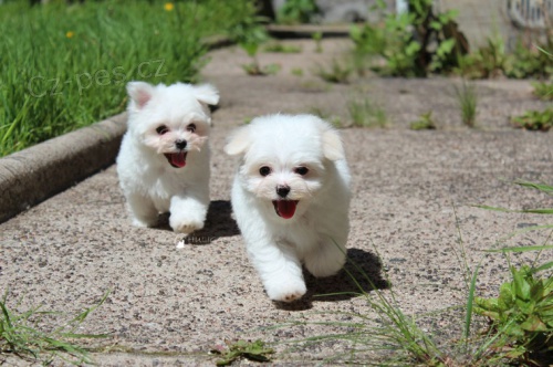 Malt�zsk� ps�k malt�z��ek