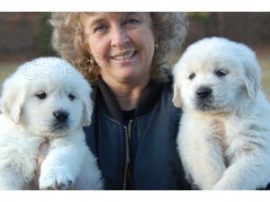 Zlat retriever na predaj s PP