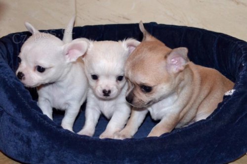 �ivava �t��ata