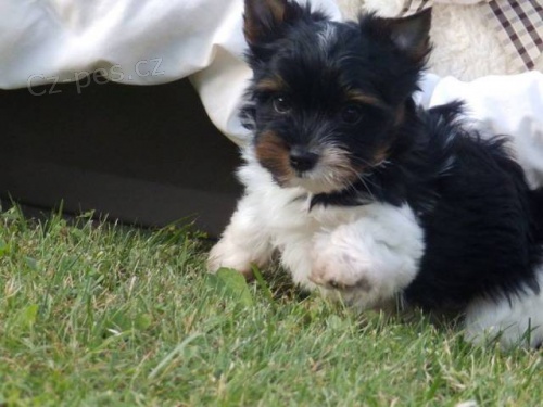 Biewer Yorkshire Terrier �t���tka