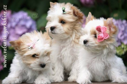 Golddust Jorkšírký Teriér Golddust Jorkšírký Teriér