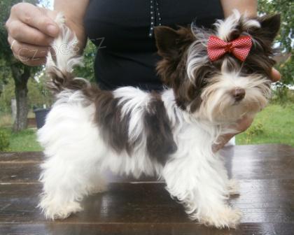 Biro jork��rsk� teri�r - fene�ka