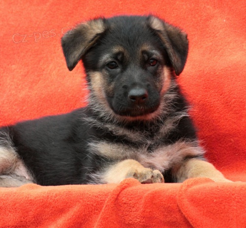 N�meck� ov��k �t��ata s PP