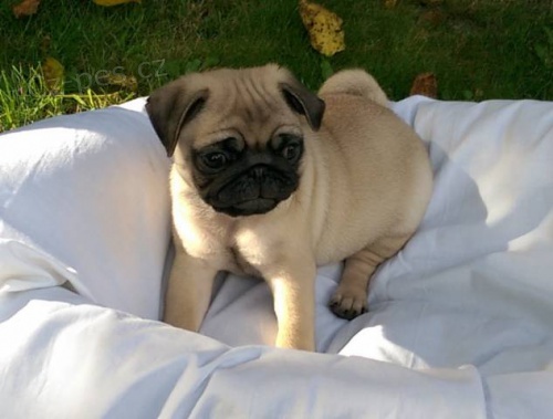 Mops - �t���tka s PP