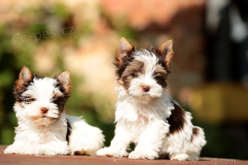 Barevn� jork��rov� s PP