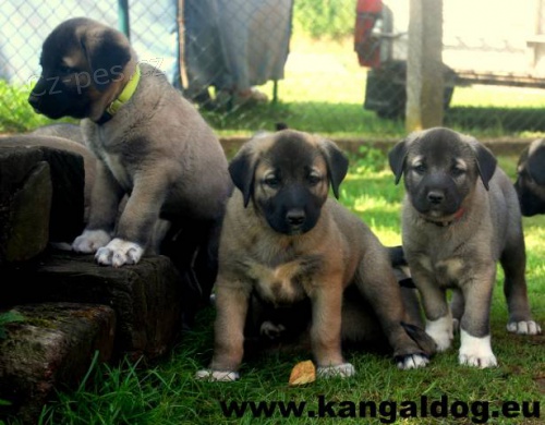 Anatolsk� pasteveck� pes - Kangal
