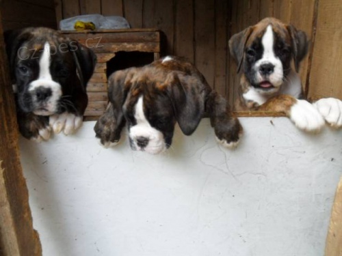 N�meck� boxer - ��han� pejsci s PP