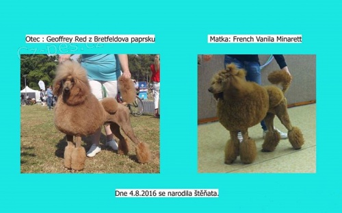 Stene pudl kr�lovsk� �erven� 