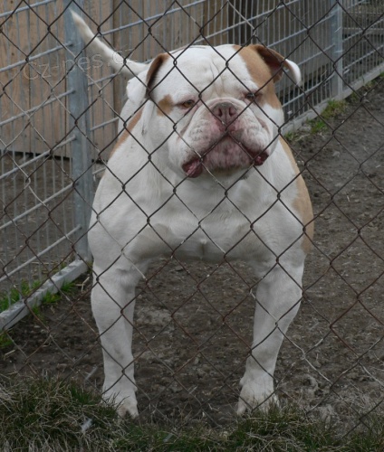 Americk� buldok super �����tka!