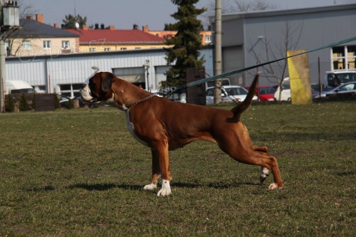 �t���tka boxer�