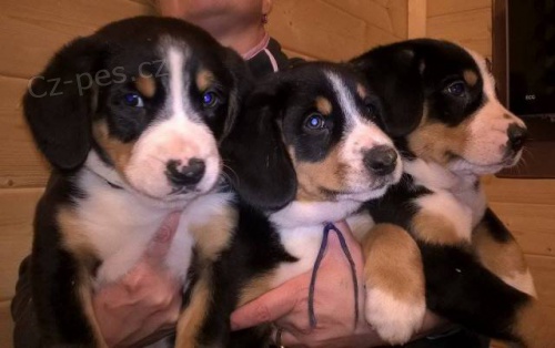 Entlebu�sk� sala�nick� pes