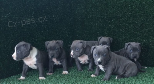 Staford��rsk� bulterier 