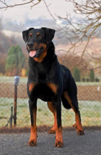 Beauceron - Rezervace �t���tek s PP