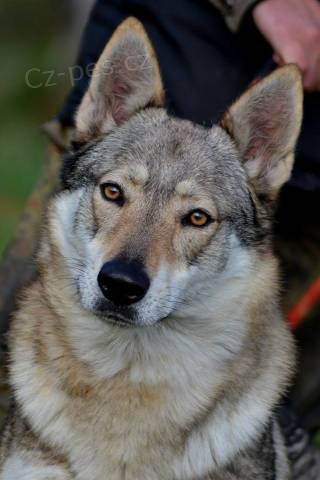 �eskoslovensk� vl��k s PP