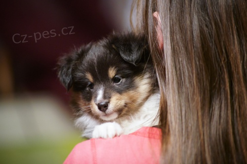 Sheltie s PP Sheltie s PP