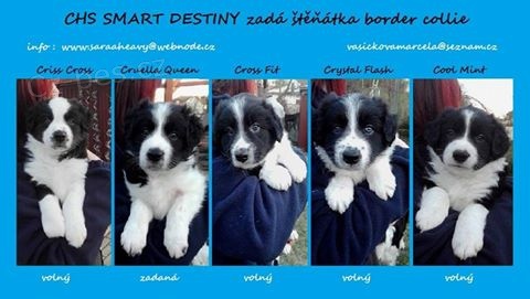 Prod�m �t�n� border kolie s PP