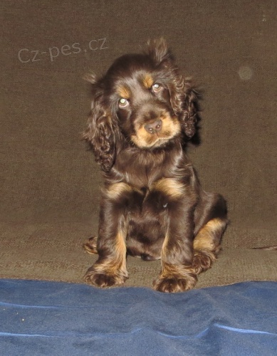 Anglick� kokr�pan�l