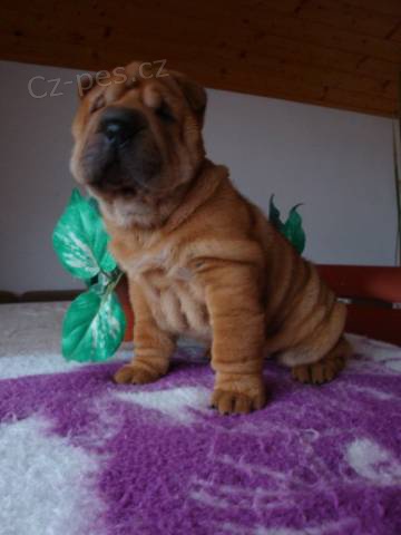 Šarpej, Shar-pei Šarpej, Shar-pei