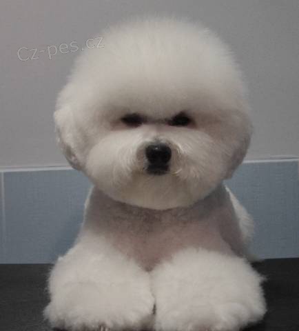 Bišonek - Bichon frisé Bišonek - Bichon frisé