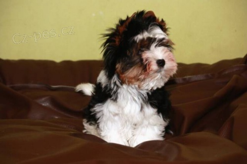 Biewer terrier Biewer terrier