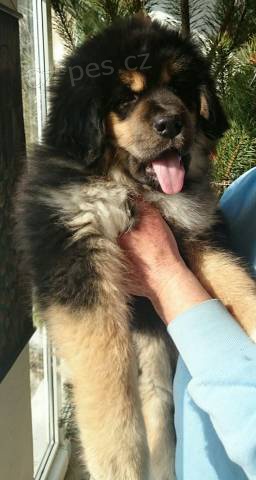 Tibetsk� doga - �t���tka