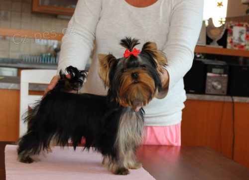 JORK��RSK� TERIER s PP - �t���tka