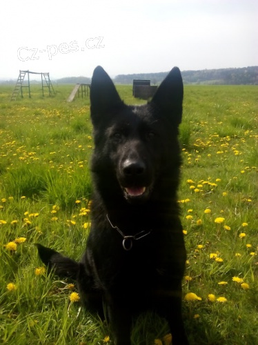 N�meck� ov��k - �t��ata