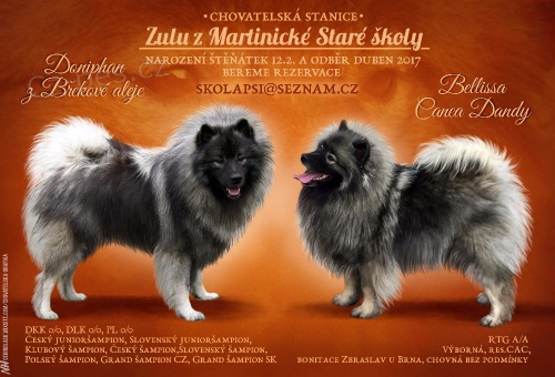 Vlčí špic s PP štěňátka Vlčí špic s PP štěňátka