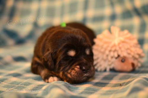 Tibetsk� doga - �t���tka s PP