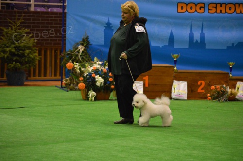 Bišonek - Bichon Frisé Bišonek - Bichon Frisé