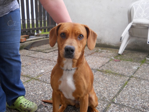 Daruju fenku k��ence s nezn�m� rasy s beaglem