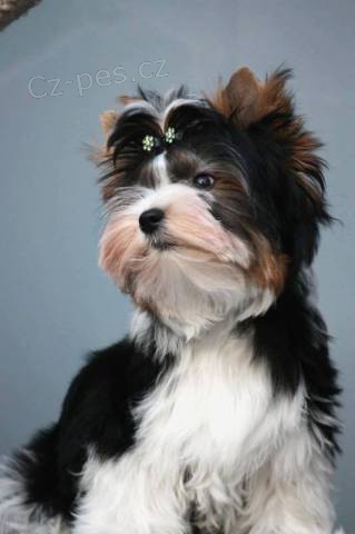 Biewer Yorkshire terrier Biewer Yorkshire terrier