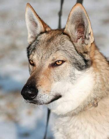 Z�chrann� stanice - �eskoslovensk� vl��k s PP