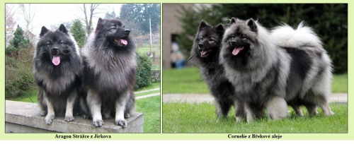 N�meck� �pic vl��