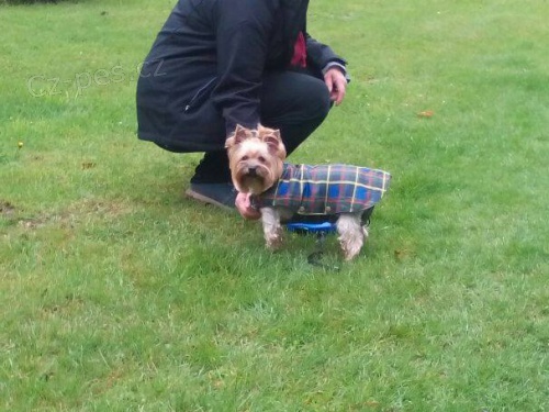 Ztracen� fenka jork��rsk�ho terriera - �ipovan�