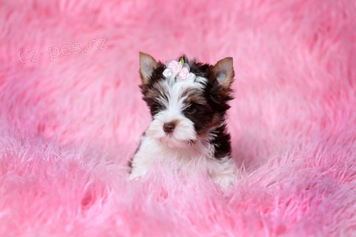 Barevn� Jork��rkov� s rodokmeny!