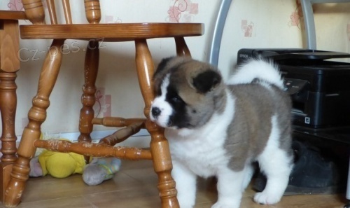 Akita-inu Akita-inu