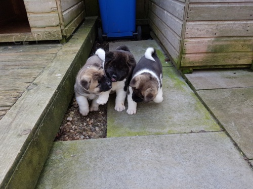 Akita-inu na prodej bez PP Akita-inu na prodej bez PP