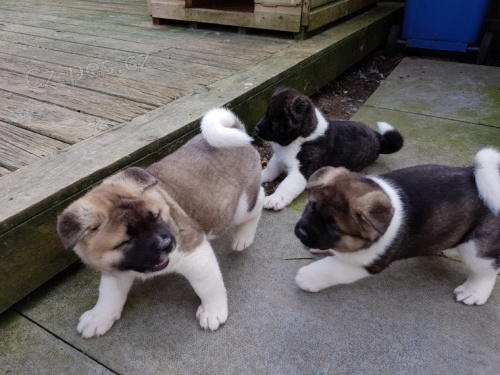 Akita-inu na prodej bez PP