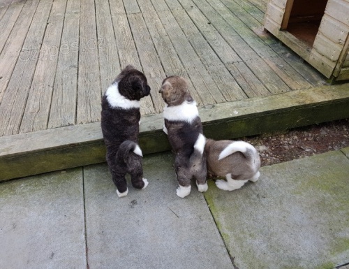 Akita-inu  Akita-inu