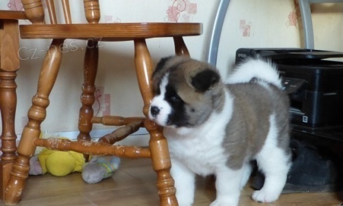 Akita-inu  Akita-inu