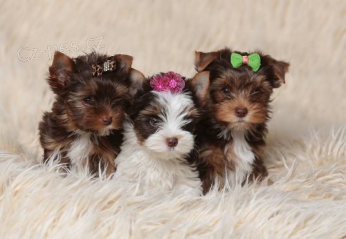 Barevn� jork��rkov� s PP