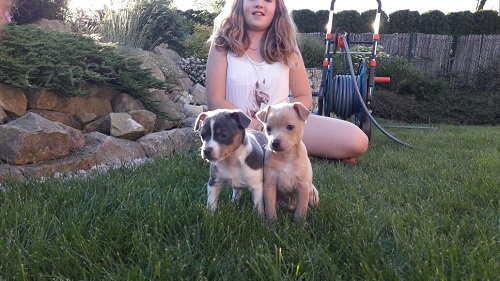 Americk� bezsrst� terier - �t�n� s PP