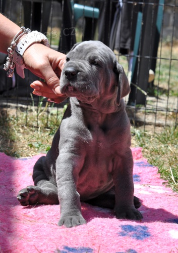 N�meck� doga modr�