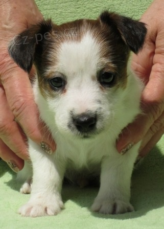 Jack Russell terrier s PP Jack Russell terrier s PP