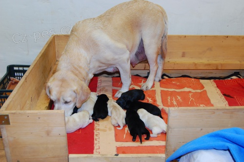 Porodn� bedna - prod�m