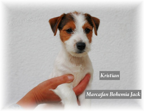 Štěňátka JRT s PP Štěňátka JRT s PP