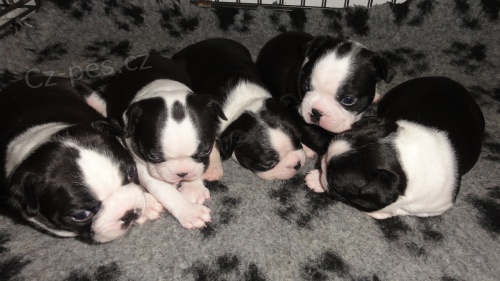 Bostonsk� teri�r